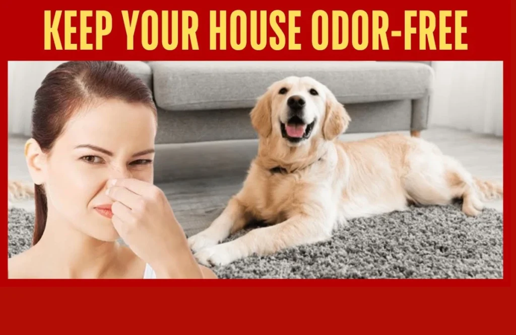 Expert Tips for Effective Pet Odor Removal at Home