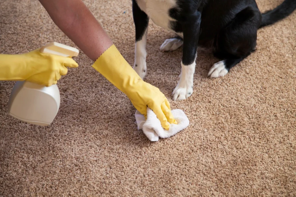 Pet Urine and Odor Removal Castle Rock, CO